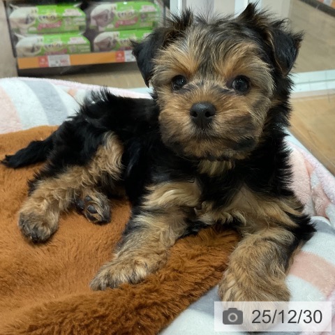 三重県のヨークシャーテリア (ペットプラス 鈴鹿店/2025年10月25日生まれ/女の子/スチールブルータン)の子犬の3枚目の画像