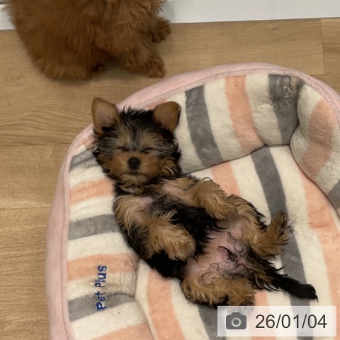 愛知県のヨークシャーテリア (ペットプラス 則武新町店/2025年10月25日生まれ/女の子/スチールブルータン)の子犬の3枚目の画像