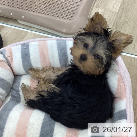 ヨークシャー・テリアの写真