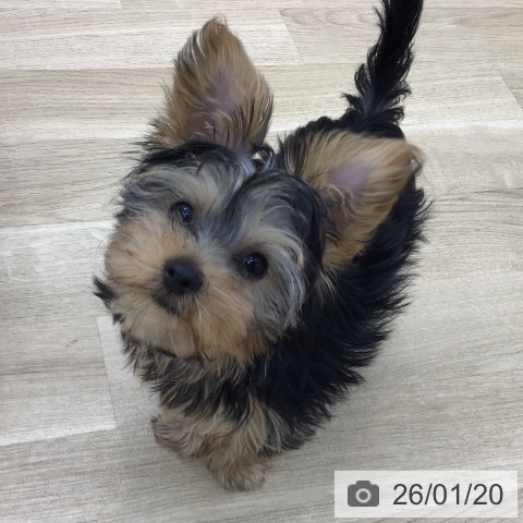 愛知県のヨークシャーテリア (ペットプラス 千音寺店/2025年10月25日生まれ/女の子/スチールブルータン)の子犬の4枚目の画像