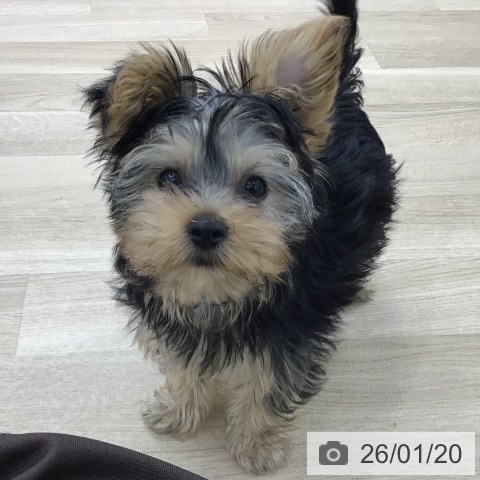 愛知県のヨークシャーテリア (ペットプラス 千音寺店/2025年10月25日生まれ/女の子/スチールブルータン)の子犬の3枚目の画像