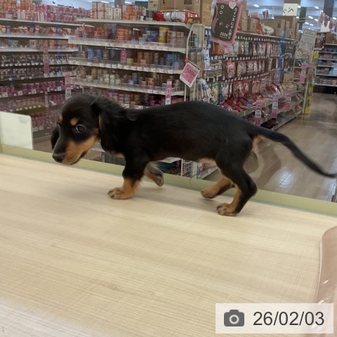 ミニチュア・ダックスフンドの写真