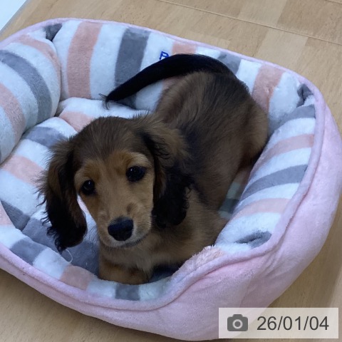 三重県のミニチュアダックスフンド(ロング) (ペットプラス 津南店/2025年10月27日生まれ/男の子/レッド)の子犬の3枚目の画像