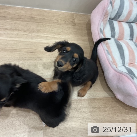 愛知県のミニチュアダックスフンド(ロング) (ペットプラス 東浦店/2025年10月27日生まれ/女の子/ブラックタン)の子犬の4枚目の画像