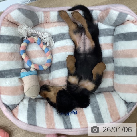 愛知県のミニチュアダックスフンド(ロング) (ペットプラス 東浦店/2025年10月27日生まれ/女の子/ブラックタン)の子犬の3枚目の画像