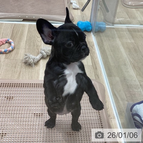 岐阜県のフレンチブルドッグ (ペットプラス 各務原店/2025年10月30日生まれ/女の子/ブリンドル)の子犬の3枚目の画像