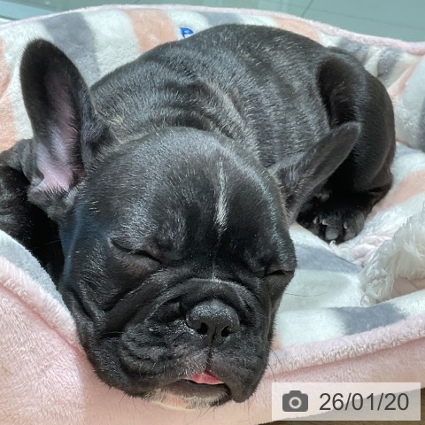 三重県のフレンチブルドッグ (ペットプラス 鈴鹿店/2025年10月30日生まれ/女の子/ブリンドル)の子犬の3枚目の画像