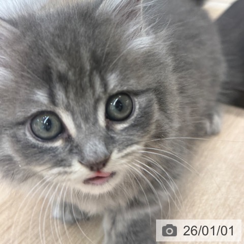 東京都のミヌエット (ペットプラス アクアシティお台場店/2025年10月29日生まれ/男の子/ブルータビー)の子猫の3枚目の画像