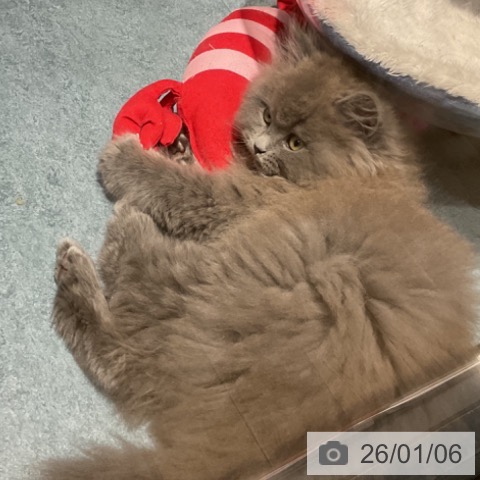 埼玉県のサイベリアン (ペットプラス コクーンシティ店/2025年10月27日生まれ/男の子/ブルータビー)の子猫の4枚目の画像