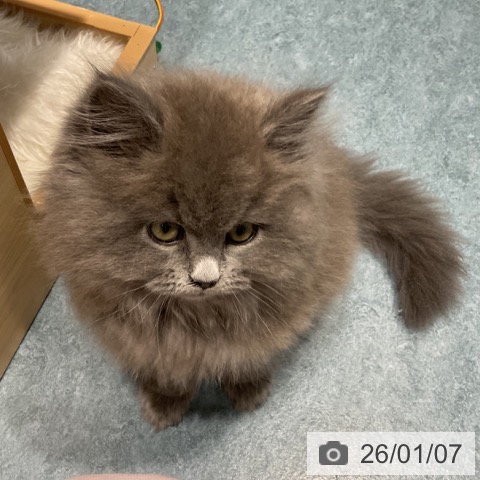 埼玉県のサイベリアン (ペットプラス コクーンシティ店/2025年10月27日生まれ/男の子/ブルータビー)の子猫の3枚目の画像