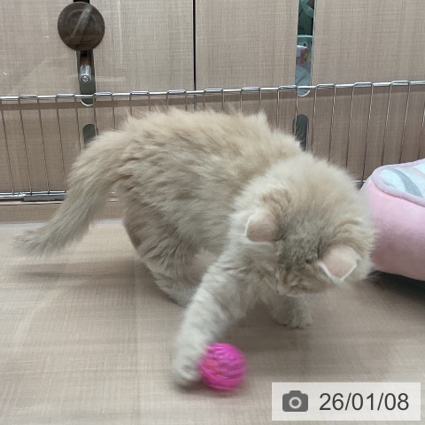 埼玉県のサイベリアン (ペッツワン 新座店/2025年10月30日生まれ/女の子/クリームタビー)の子猫の4枚目の画像