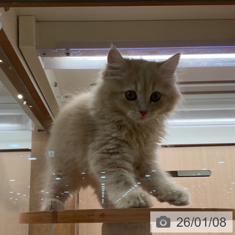 埼玉県のサイベリアン (ペッツワン 新座店/2025年10月30日生まれ/女の子/クリームタビー)の子猫の3枚目の画像