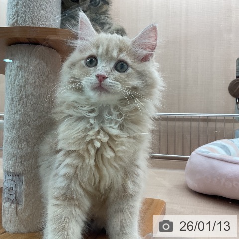 埼玉県のサイベリアン (ペッツワン 新座店/2025年10月30日生まれ/女の子/クリームタビー)の子猫の4枚目の画像