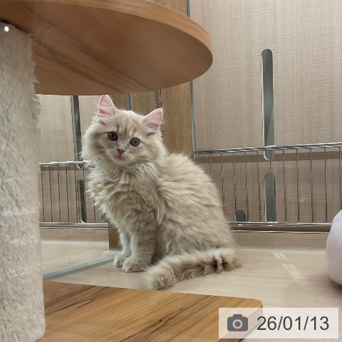 埼玉県のサイベリアン (ペッツワン 新座店/2025年10月30日生まれ/女の子/クリームタビー)の子猫の3枚目の画像