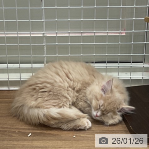 埼玉県のサイベリアン (ペッツワン 新座店/2025年10月30日生まれ/女の子/クリームタビー)の子猫の3枚目の画像