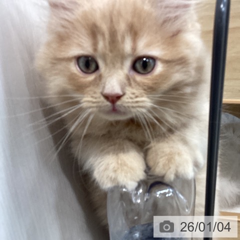 宮城県のサイベリアン (ペットプラス 仙台上杉店/2025年10月30日生まれ/男の子/クリームタビー)の子猫の4枚目の画像