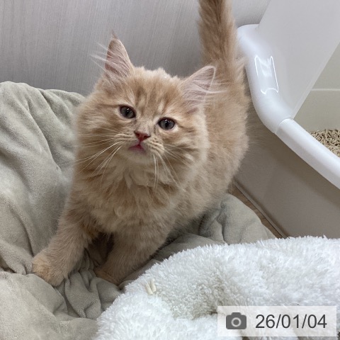 宮城県のサイベリアン (ペットプラス 仙台上杉店/2025年10月30日生まれ/男の子/クリームタビー)の子猫の3枚目の画像