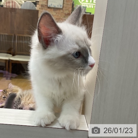 埼玉県のラグドール (ペットプラス ららぽーと新三郷店/2025年10月28日生まれ/男の子/ブルーポイントバイカラー)の子猫の4枚目の画像