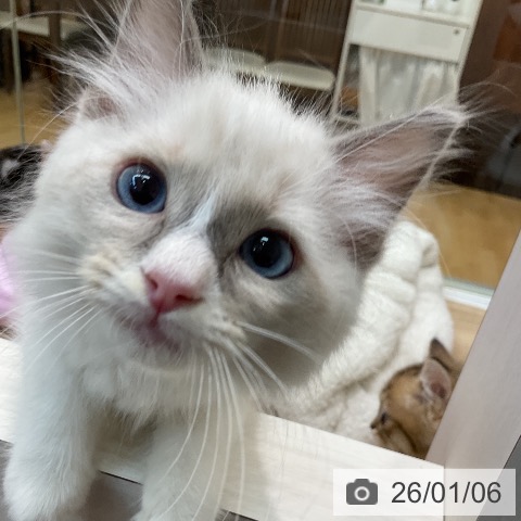 埼玉県のラグドール (ペットプラス ららぽーと新三郷店/2025年10月28日生まれ/男の子/ブルーポイントバイカラー)の子猫の3枚目の画像