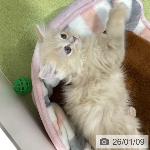 千葉県のマンチカン (ペットプラス 柏店/2025年10月30日生まれ/男の子/クリームタビー)の子猫の4枚目の画像