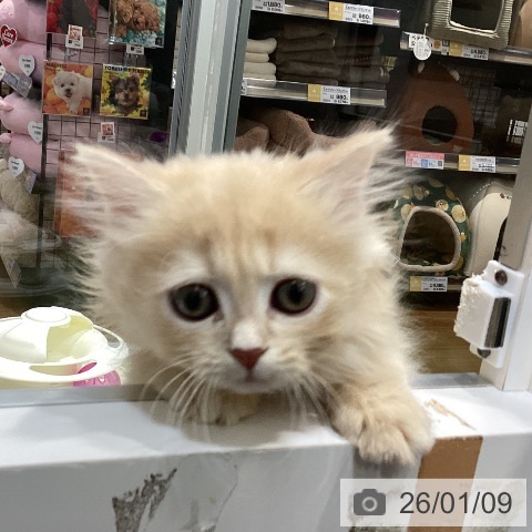 千葉県のマンチカン (ペットプラス 柏店/2025年10月30日生まれ/男の子/クリームタビー)の子猫の3枚目の画像