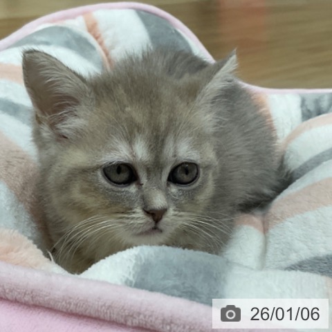 長野県のマンチカン (ペットプラス 上田店/2025年10月30日生まれ/女の子/ブルータビー)の子猫の3枚目の画像