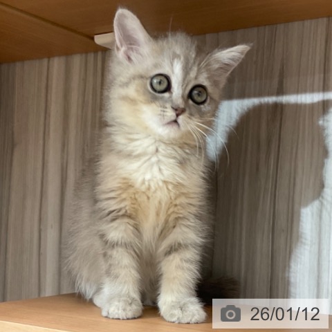 マンチカンの写真