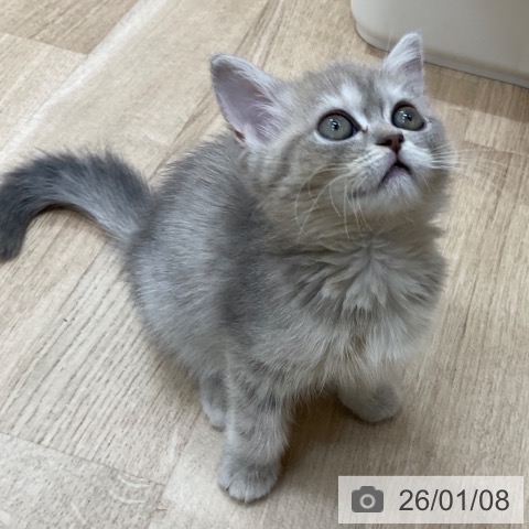 長野県のマンチカン (ペットプラス 上田店/2025年10月30日生まれ/女の子/ブルータビー)の子猫の4枚目の画像