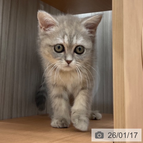 マンチカンの写真