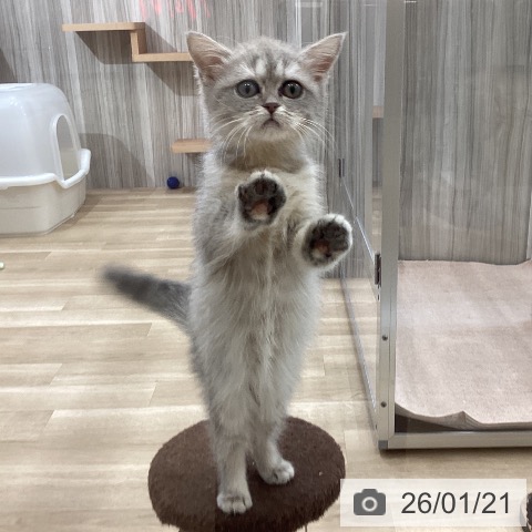 マンチカンの写真