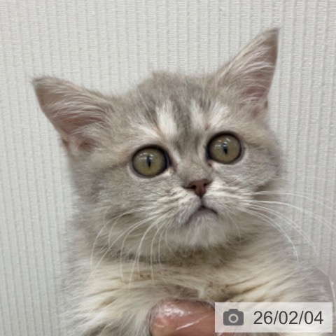 マンチカンの写真