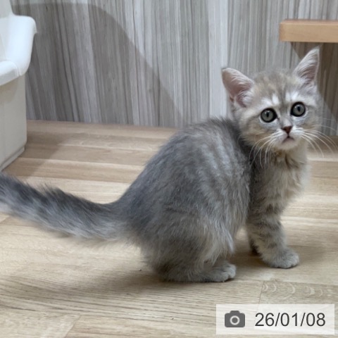 長野県のマンチカン (ペットプラス 上田店/2025年10月30日生まれ/女の子/ブルータビー)の子猫の3枚目の画像