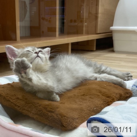 長野県のマンチカン (ペットプラス 上田店/2025年10月30日生まれ/女の子/ブルータビー)の子猫の4枚目の画像