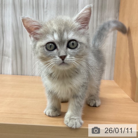 長野県のマンチカン (ペットプラス 上田店/2025年10月30日生まれ/女の子/ブルータビー)の子猫の3枚目の画像