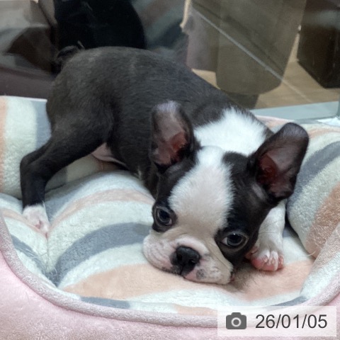 宮城県のボストンテリア (ペットプラス 名取店/2025年10月31日生まれ/男の子/ボストンカラー)の子犬の3枚目の画像
