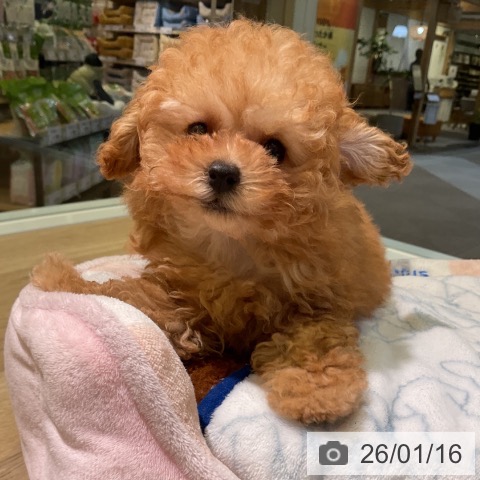 愛知県のトイプードル(トイ) (ペットプラス 岡崎店/2025年10月31日生まれ/女の子/アプリコット)の子犬の4枚目の画像