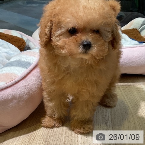 愛知県のトイプードル(トイ) (ペットプラス 岡崎店/2025年10月31日生まれ/女の子/アプリコット)の子犬の3枚目の画像