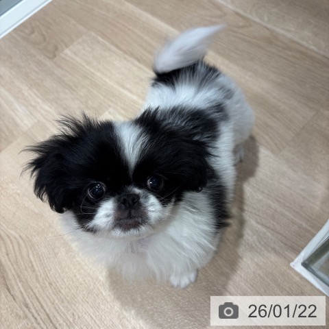 ペキニーズの写真