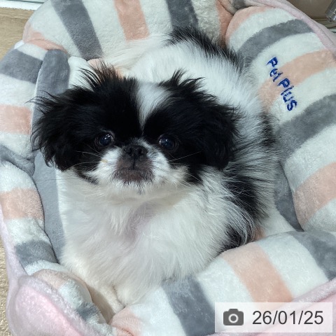 ペキニーズの写真