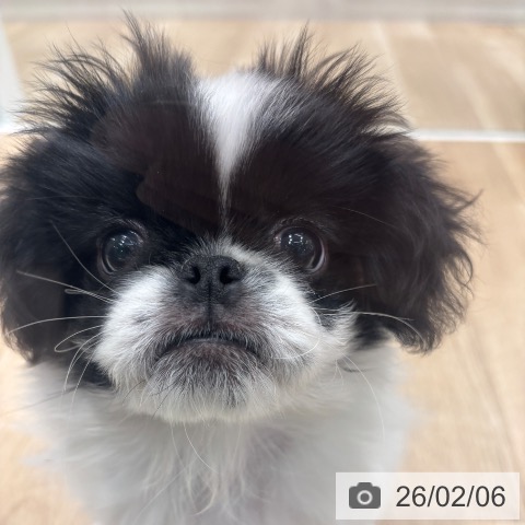 ペキニーズの写真