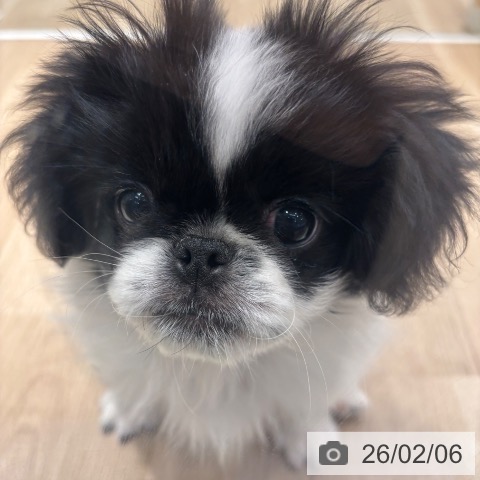 ペキニーズの写真