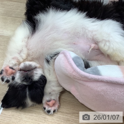 千葉県のペキニーズ (ペットプラス 船橋店/2025年10月30日生まれ/男の子/ホワイトブラック)の子犬の3枚目の画像