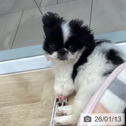 千葉県のペキニーズ (ペットプラス 船橋店/2025年10月30日生まれ/男の子/ホワイトブラック)の子犬の3枚目の画像
