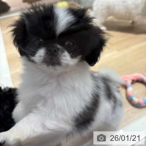 千葉県のペキニーズ (ペットプラス 木更津店/2025年10月30日生まれ/男の子/ホワイトブラック)の子犬の3枚目の画像