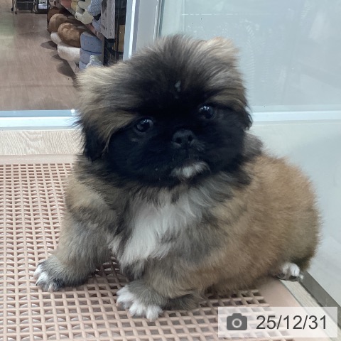 埼玉県のペキニーズ (ペットプラス 川口店/2025年10月30日生まれ/女の子/フォーンホワイト)の子犬の4枚目の画像