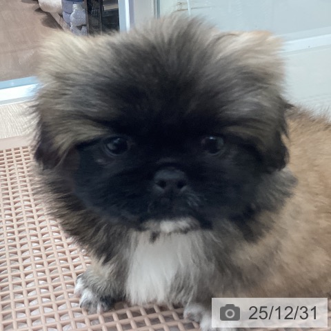 埼玉県のペキニーズ (ペットプラス 川口店/2025年10月30日生まれ/女の子/フォーンホワイト)の子犬の3枚目の画像