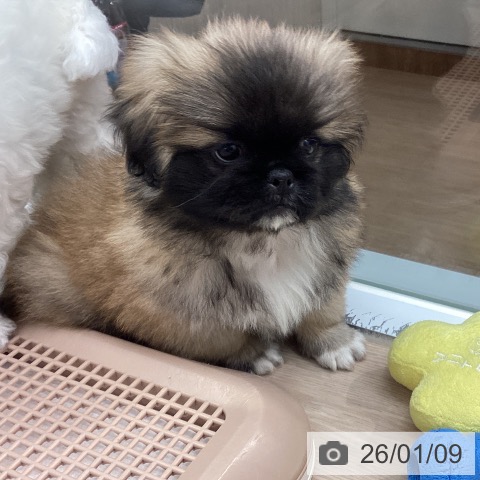 埼玉県のペキニーズ (ペットプラス 川口店/2025年10月30日生まれ/女の子/フォーンホワイト)の子犬の3枚目の画像