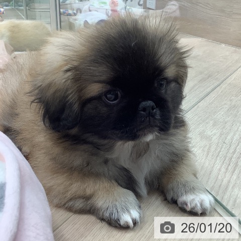 埼玉県のペキニーズ (ペットプラス 川口店/2025年10月30日生まれ/女の子/フォーンホワイト)の子犬の3枚目の画像