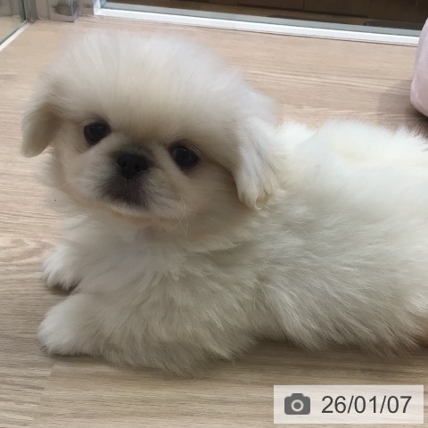千葉県のペキニーズ (ペットプラス 幕張新都心店/2025年10月29日生まれ/男の子/クリーム)の子犬の4枚目の画像