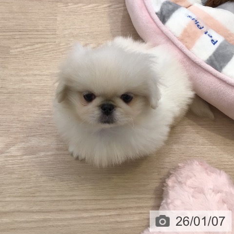 千葉県のペキニーズ (ペットプラス 幕張新都心店/2025年10月29日生まれ/男の子/クリーム)の子犬の3枚目の画像